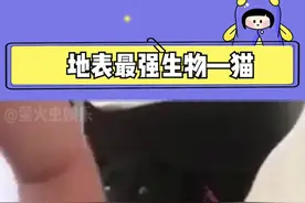 #猫 难道不是地表最强嘛？！