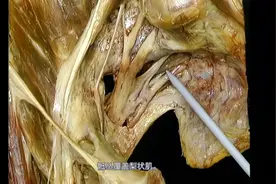 髋关节部位的臀神经，股神经解剖位置和作用#体态调整 #运动康复