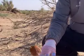 毛柄钉灰包，可食，戈壁滩上的蘑菇#戈壁滩 #蘑菇 视频封面