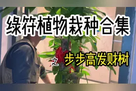 发财树买了没过多久就挂了？？？
赶紧看看你的土有没有板结！！视频封面