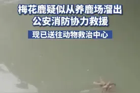 6月23日，四川成都一梅花鹿疑似从养鹿场溜出，公安消防协力救援。现已送往动物救治中心视频封面