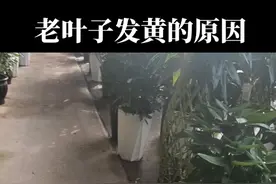 植物老叶子发黄的原因#养花#浇水 视频封面