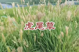 虎尾草