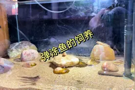 小家伙的饲养详细介绍#弹涂鱼