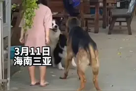 小女孩教育不讲卫生的边牧，德牧卖力护主帮忙吵架。网友：看得出来小女孩和德牧的关系很好，平时没白疼啊!视频封面