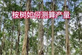 桉树产量测算方法。#林业 #桉树 #桉树种植 #木材 #桉树产量测算 #来抖音学农技