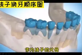 孩子换牙顺序图，建议收藏 #乳牙换牙  #牙齿矫正  #口腔科普