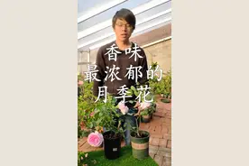 喜欢月季花的香味，种植伊芙系列的月季，香味最浓郁、花期长，还能插花瓶欣赏