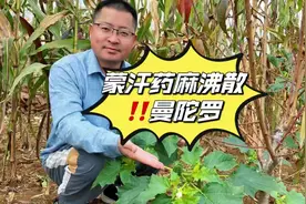 武侠和宫斗剧里蒙汗药的主要成分就来自它，曼陀罗