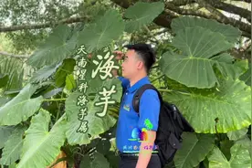 海芋中毒真的是年年都有～ #海南植物科普视频封面