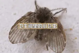 家里卫生间多了好多小飞虫，它其实叫蛾蚋，你家有吗？ #好奇昆虫视频封面