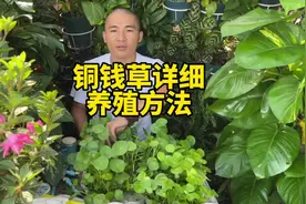 铜钱草详细养殖方法，晒太阳，不缺水，稍微用点肥就会养的更旺盛视频封面