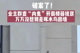 破案了！业主群查“内鬼”开震楼器扰民，万万没想到是啄木鸟凿墙#啄木鸟 #震楼器 #高能 视频封面