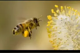 你知道辛勤的小蜜蜂能活多久吗？#蜜蜂 #昆虫世界 #观察昆虫