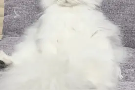 用网上的方法，教育爱咬人的小猫咪#奶凶奶凶的猫咪 #铲屎官和他的主人