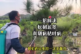 轻松解决松树盆景黄斑病，枯叶病的方法！#盆景养护知识#盆景艺术视频封面