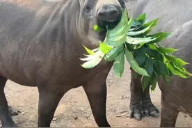 巴西貘立秋，吃嘛嘛香！看着我也想吃啦！吃货今天自带光环！#原创视频 #神奇动物在抖音视频封面