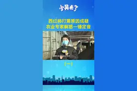 西红柿打蔫原因成疑，农业专家解惑一锤定音（一）视频封面