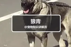 #狼青 狼青来啦