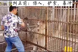 咬人的阿拉斯加犬后续③，让它主动迁就人，包括小孩子视频封面