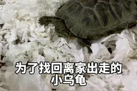 小乌龟找回来了，可是更离谱的事情发生了