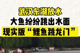 现实版“鲤鱼跳龙门”大家看过吗？大雨过后，东湖放水，大鱼纷纷跳出水面，上演了现实版“鲤鱼跳龙门”！视频封面