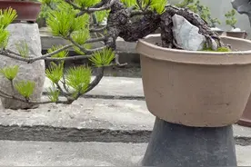 盆景附石思路，让您的盆景，萝卜变人参。#盆景附石 #盆景制作视频封面