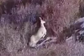 实拍珍惜野生动物香子，就像草上飞#野生动物零距离 #我为地球减压力 #新农人计划2021 #跟着抖音转青海