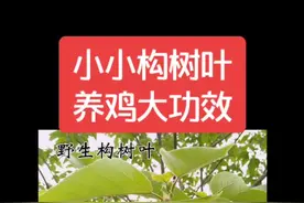 构树叶养鸡大功效！#小野草 #构树叶 #大功效 #散养鸡 #科学养鸡 #养鸡指导 #禽病防治 #热门 #抖音