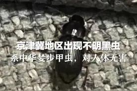 京津冀地区出现不明黑虫，专家：系中华婪步甲虫，对人体无害