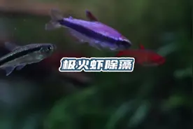 183只极火虾放进鱼缸除藻的后续来了，非常感谢他们的付出