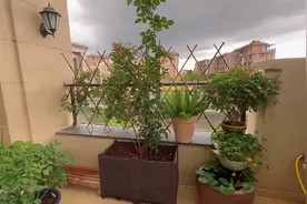 广东藤本月季个人养护方法！#广东粉龙#月季 #月季养护