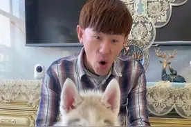 当小哈士奇遇到护食狗的反应…