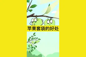 苹果套袋好处多#三农种植 #农技 #新农人 #果树种植 #轻漫计划 #涨知识 #农技课堂#知识分享
 1.套袋能预防病虫害，使果实避免有害灰尘污染和减少农药残留：不与果实直接接触，可以有效地降低果实中的农药残留量。 
  2.阻断有害病菌侵染，减少果实病害和烂果损失；另外，也可防鸟类和冰雹危害以及枝叶磨损果面。 
  3.套袋对红色品种可促进着色，使果面浓红鲜艳，提高全红果的比例，大大提高果品商品价值。 
  4.保护果面：使果面光洁美观，色泽艳丽，提高外观品质。 
  5.套袋果实价格高，销路畅，经济效益好。 