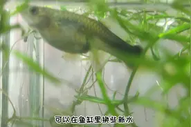 如何判断孔雀鱼快生产了，孔雀鱼生产前征兆#观赏鱼 #水族