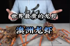#这个视频有点料 今天我们来测评世界上最贵的龙虾—澳洲龙虾视频封面