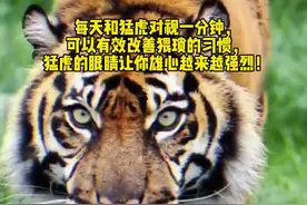每天和猛虎对视一分钟，可以有效改善猥琐的习惯，猛虎的眼睛让你雄心越来越强烈！#动物世界 #老虎 #野性的呼唤 