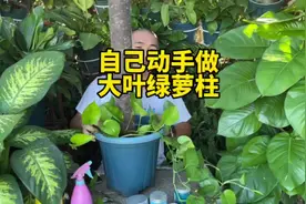 自己动手做大叶绿萝柱。不难，很简单视频封面