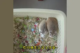 【公婆鼠开箱】心心念念的颜值天花板终于到了！
#仓鼠 #公婆鼠