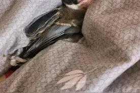 双腿断掉的小鸟应该如何救助～#救助动物