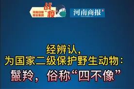 安徽惊现四不像，就是国家二级保护野生动物“鬣羚”，鬣字怎么读，评论区见#保护#野生动物 #正能量 @抖音短视频