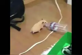 超级骚气的仓鼠舞#萌宠vlog #奇妙的动物 #魔性仓鼠舞 #仓鼠