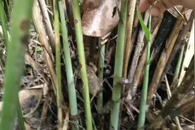 热带雨林物产丰富有各种奇特植物，我们农村人只要绿色的都是菜视频封面