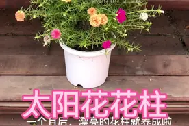 如何用饮料瓶子做太阳花花柱#太阳花 #重瓣太阳花 #爱生活爱养花视频封面