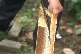 荆条蜜：主要采自荆条花，还有南部山区常见的中草药花～柴胡