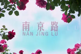 邳州这条“网红路”火了，你去打卡了吗？红色花海真是美！#邳州视频封面