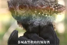 网友：发现呆萌可爱胡猫头鹰可以带回家养吗？！#抖音动物图鉴 #领角鸮#cop15全球短视频征集活动 