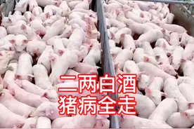 用白酒帮助母猪快速退烧，学起来！！#养猪#养猪技术#农村@抖音短视频