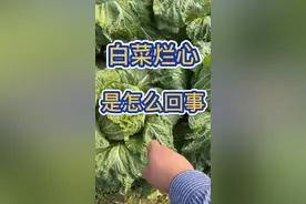 #农业种植 #三农合伙人 #大棚#蔬菜白菜烂心是怎么回事@抖音短视频视频封面