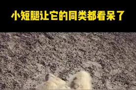 同样是马，同样都会打滚，为什么你打滚像条狗，是因为腿太短吗？#牧场物语 #小矮马#农场宠物